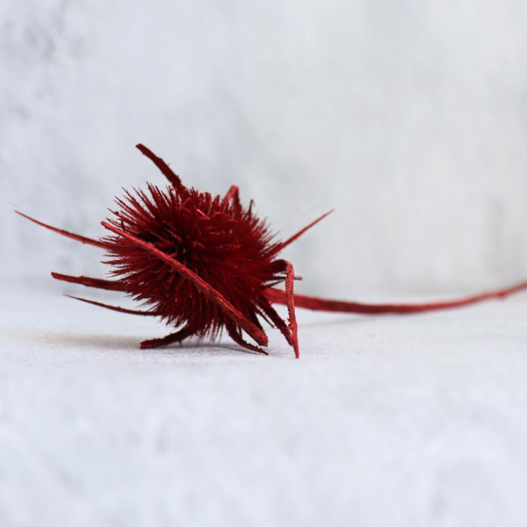 Sušený mini bodlák bordo – elegantní přírodní dekorace